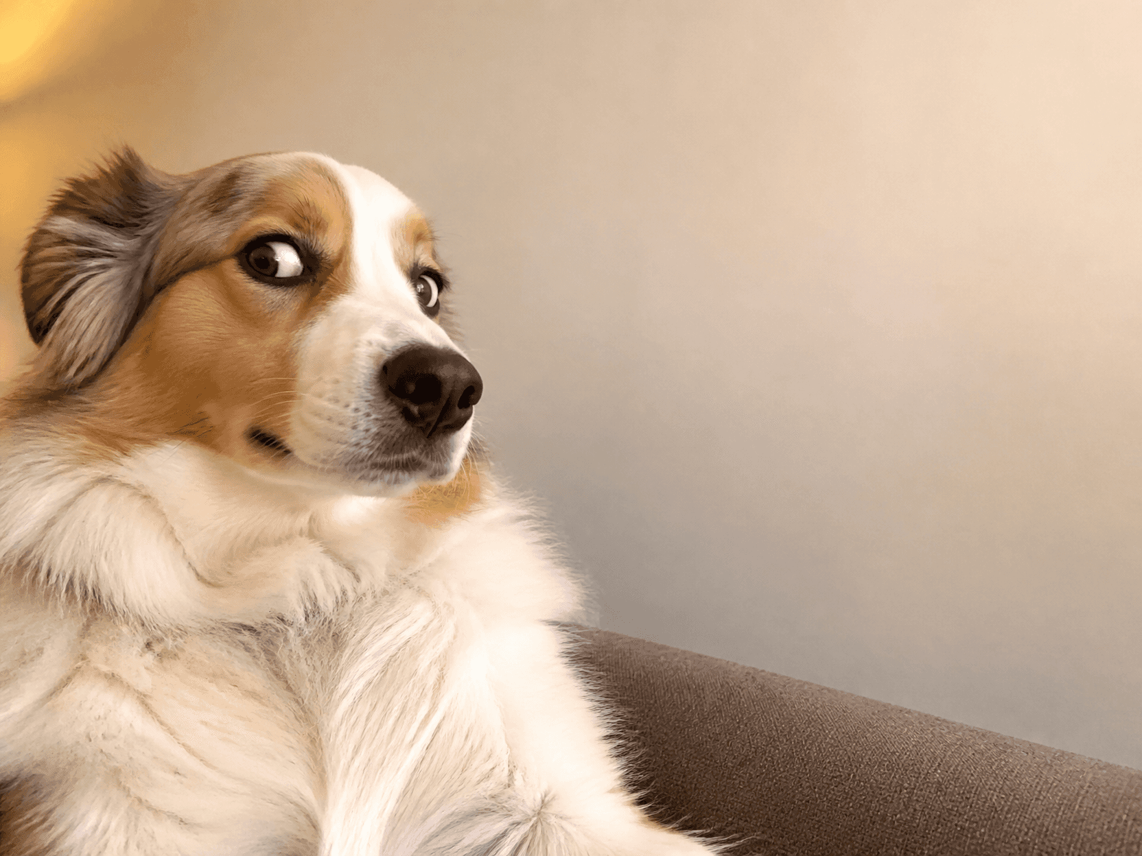Dog Meme