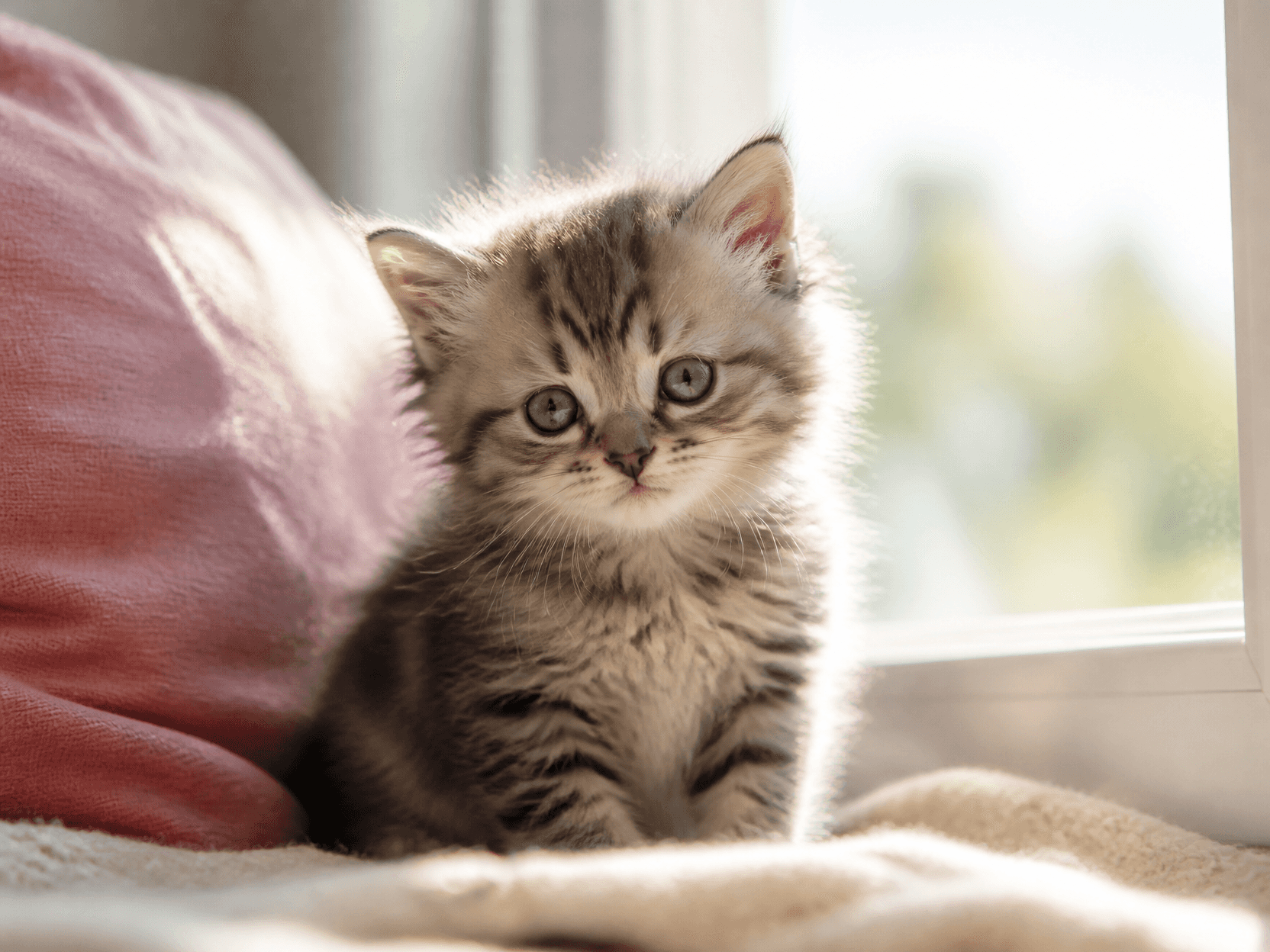 Baby Cat Photo