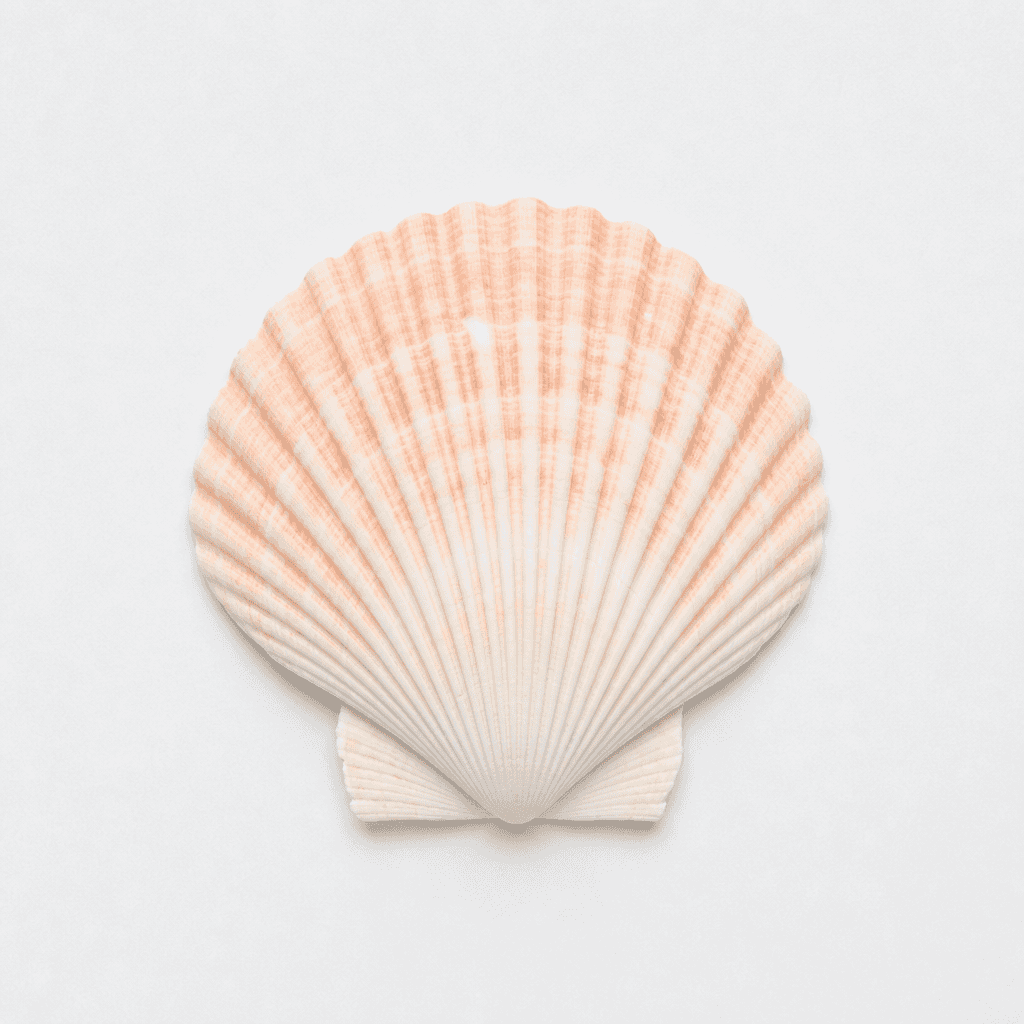 Shell Illustration