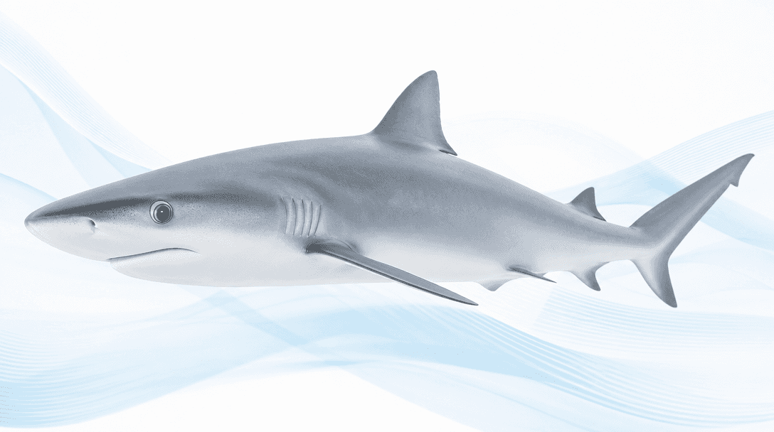 Shark Illustration