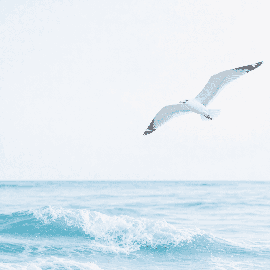 Seagull Illustration