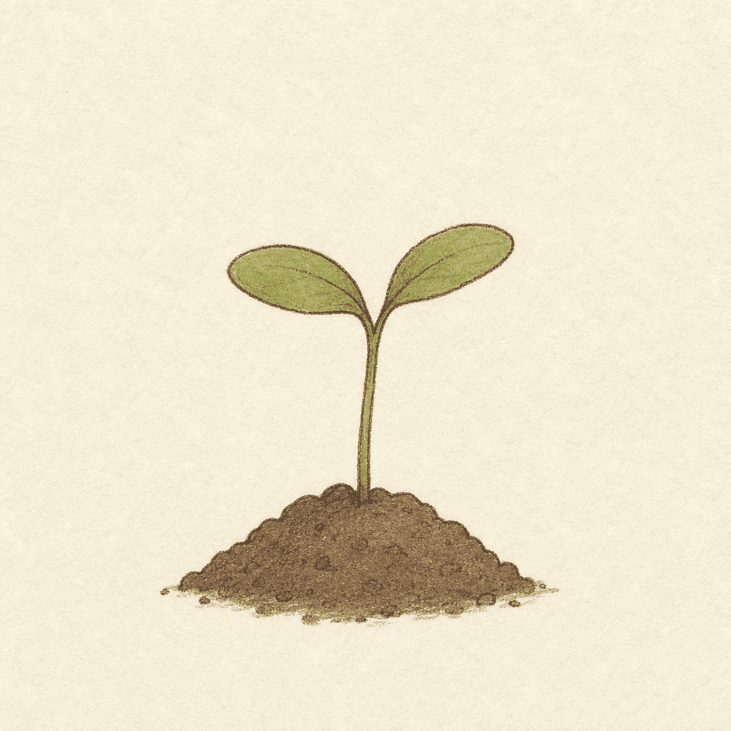 Sprout Illustration
