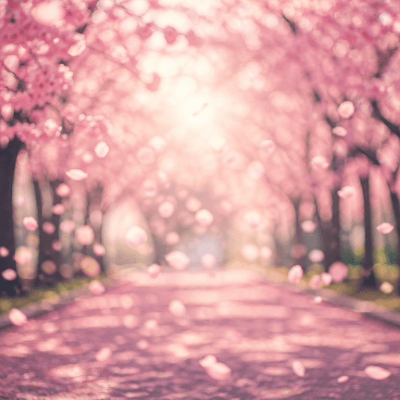 Cherry Blossom Poster