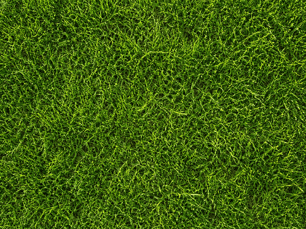Grass Texture