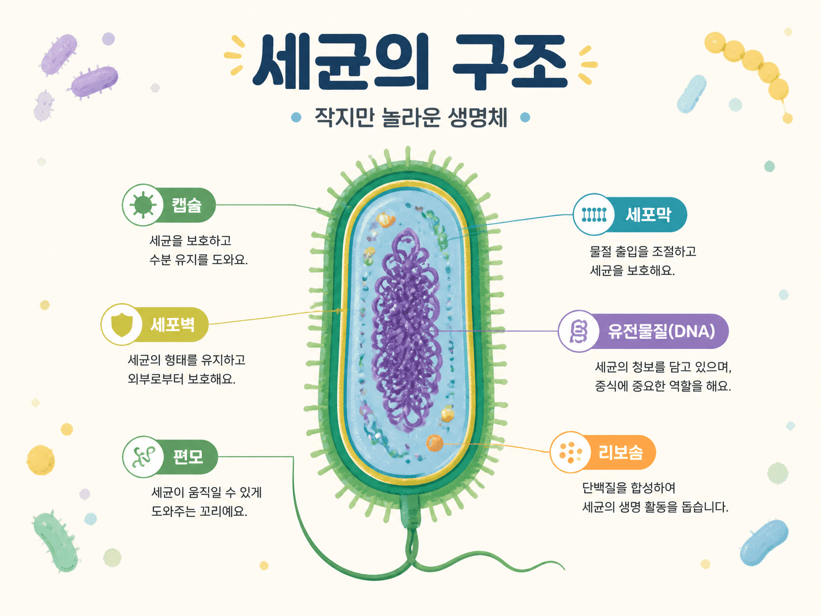 Bacteria Illustration