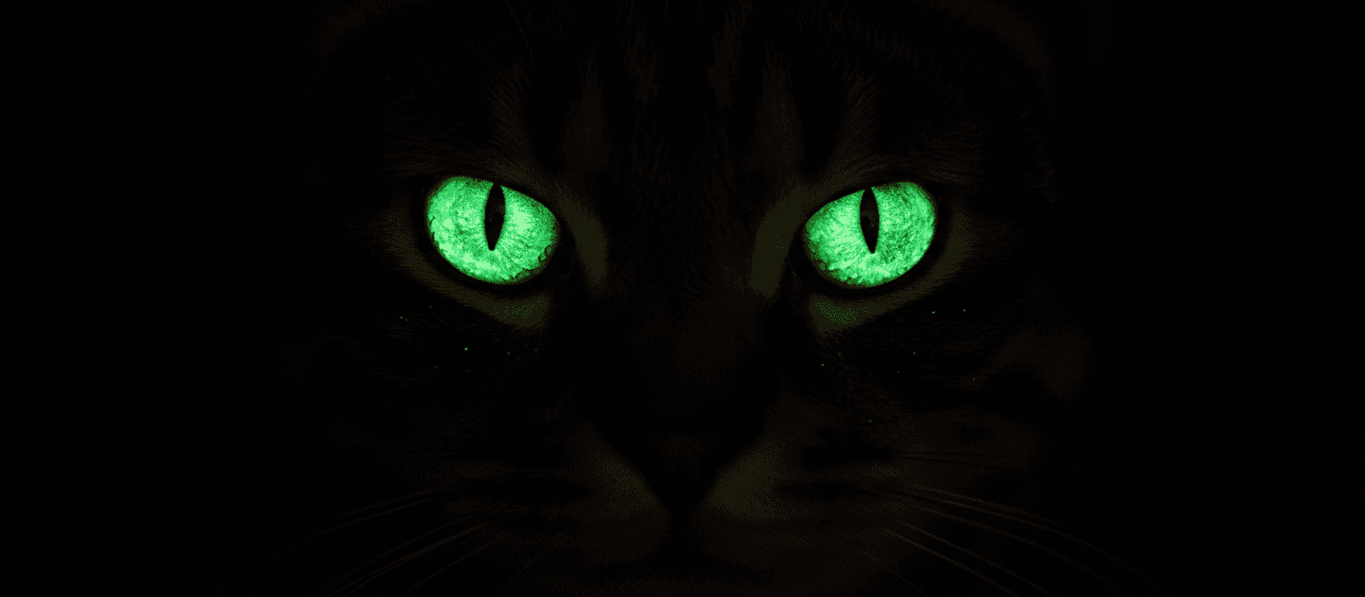 검은 배경에서 빛나는 녹색 고양이 눈.