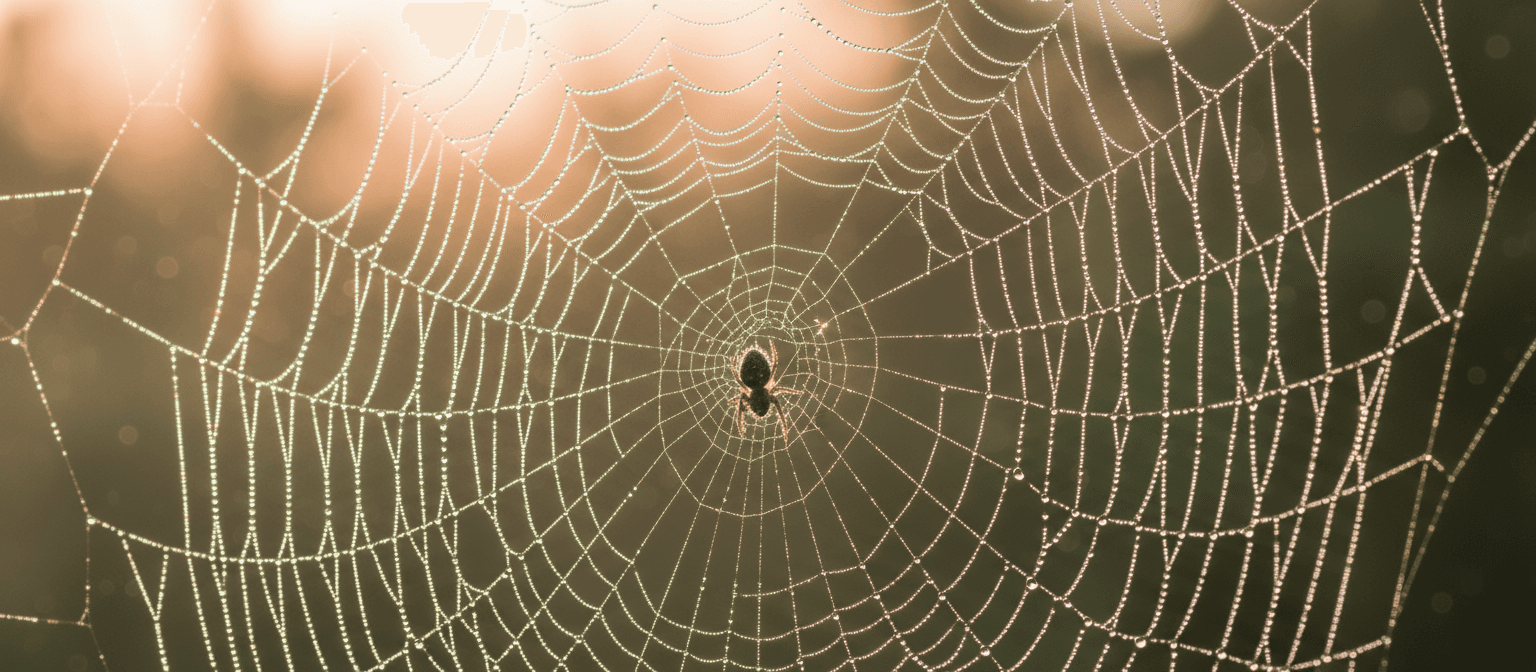 이른 아침 햇살에 거미줄에 맺힌 이슬 방울이 반짝이는 근접 매크로 사진 아이폰 배경화면.