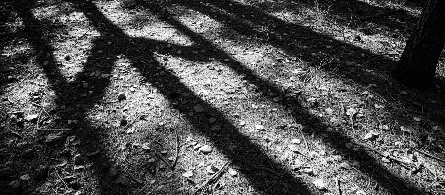 햇볕이 드는 숲 바닥에 나뭇가지 그림자로 형성된 화살표.