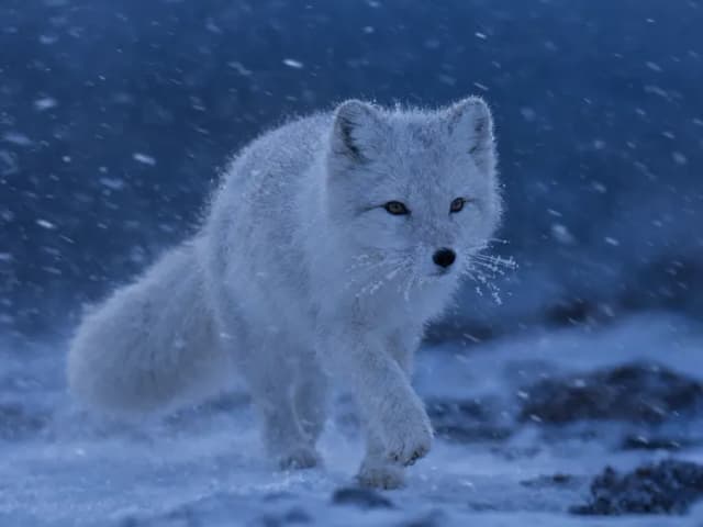 Renard polaire au pelage blanc d'hiver trottant dans la neige soufflée à l'heure bleue – ChatGPT Image 2.5 Flare Max