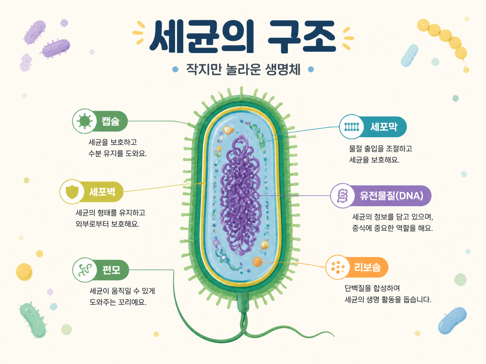 세균 일러스트
