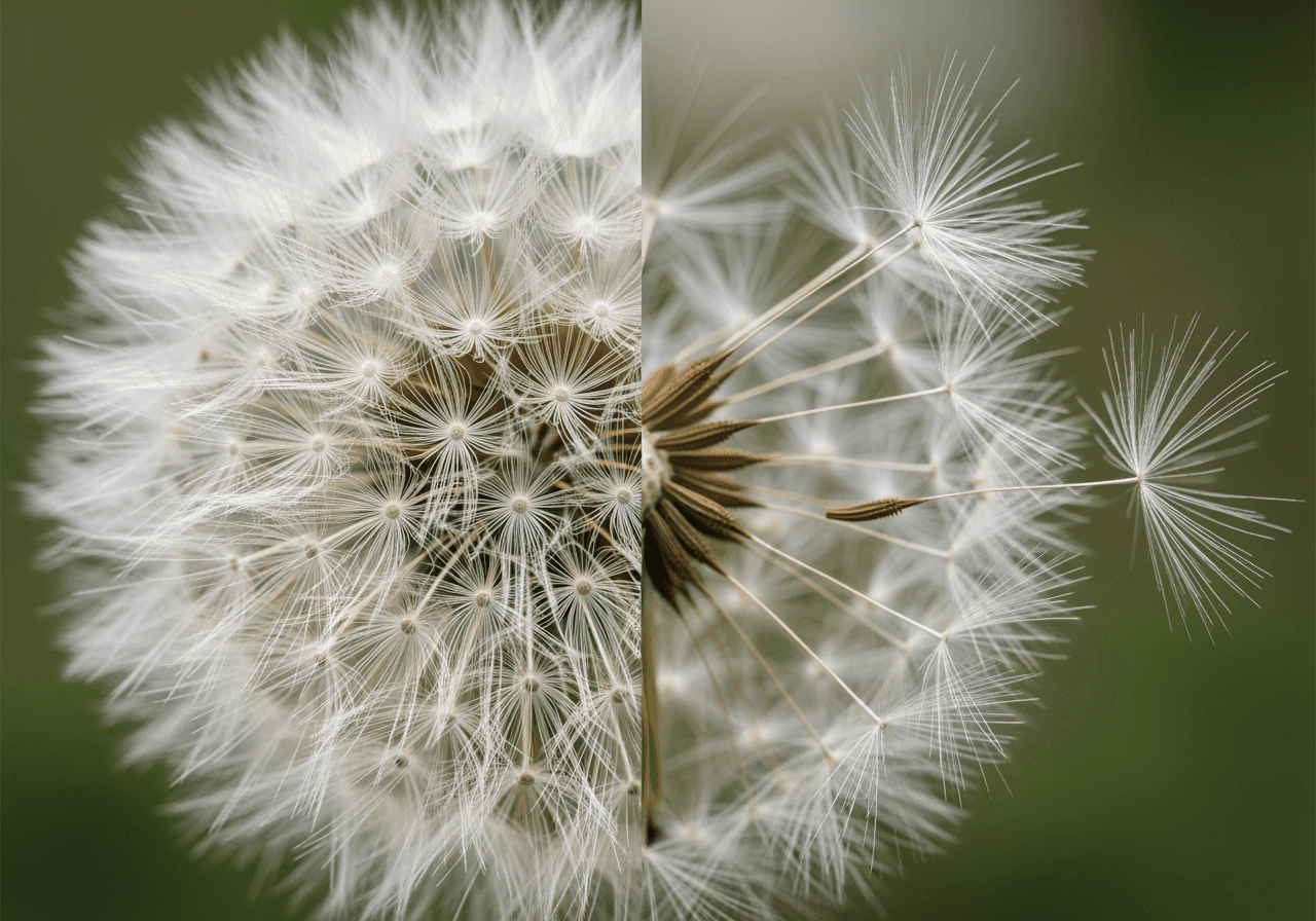 A close-up of a dandelion with seeds blowing away, symbolizing the addition of natural and detailed motion.
