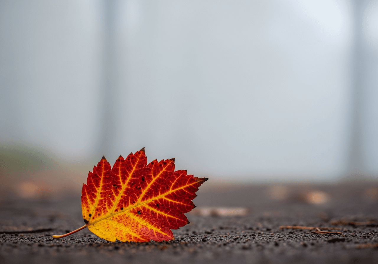 A close-up photo of a leaf is expanded by AI to create an artistic, minimalist composition with lots of negative space.
