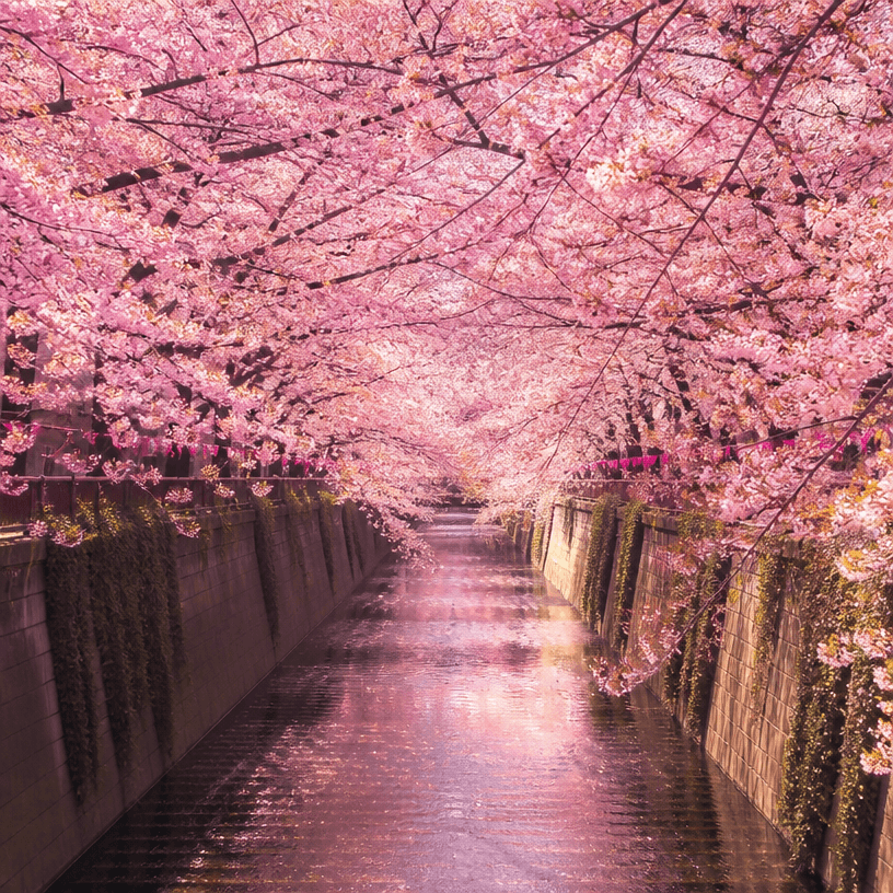 Tokyo Cherry Blossom Background Photo