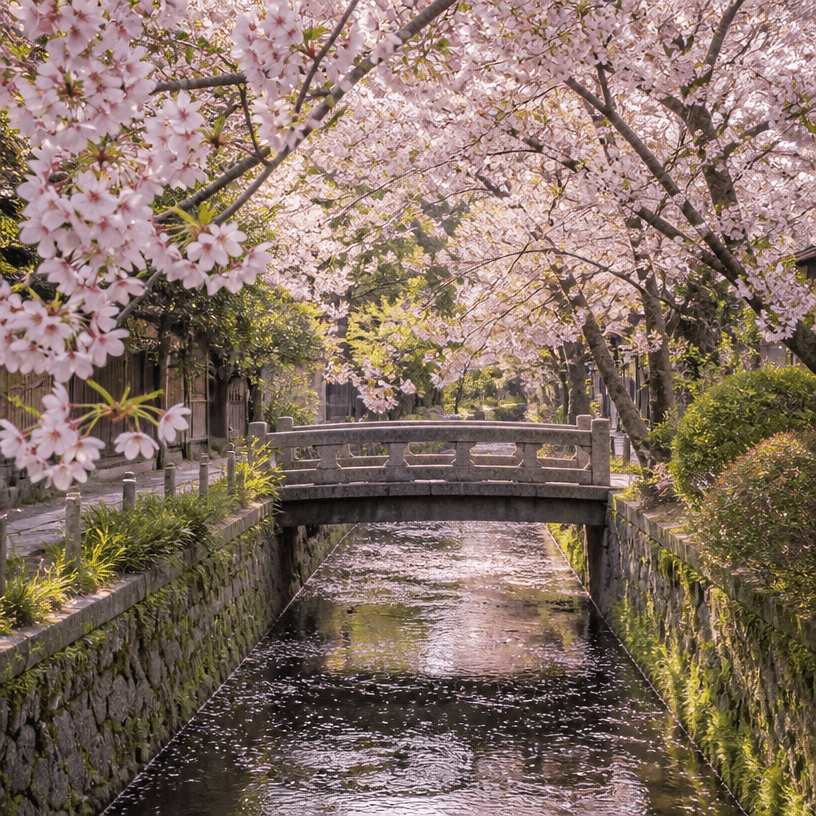 Kyoto Cherry Blossom Background Photo