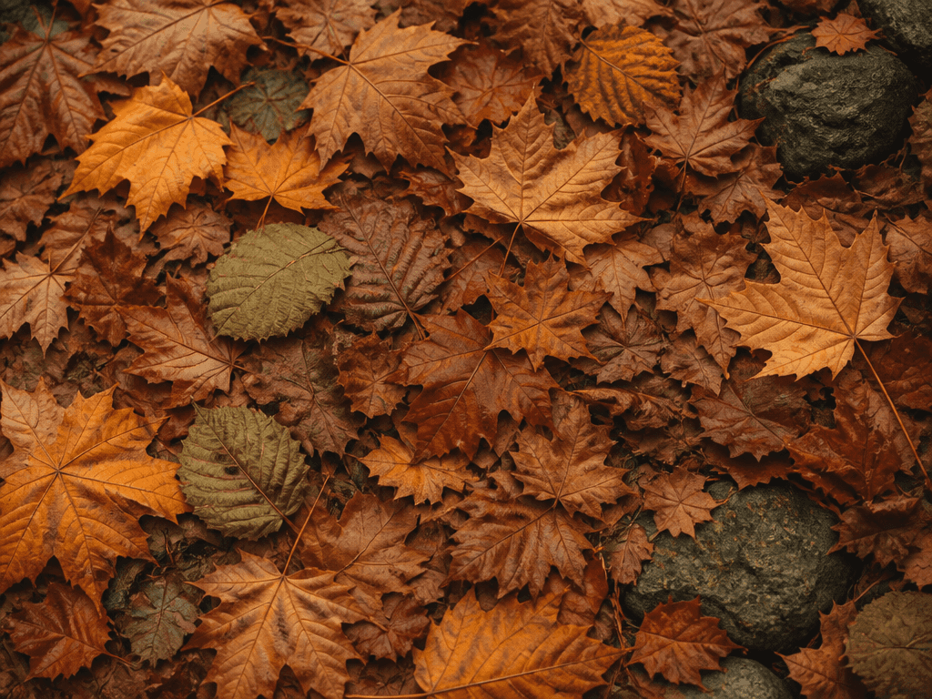 Autumn Fallen Leaves