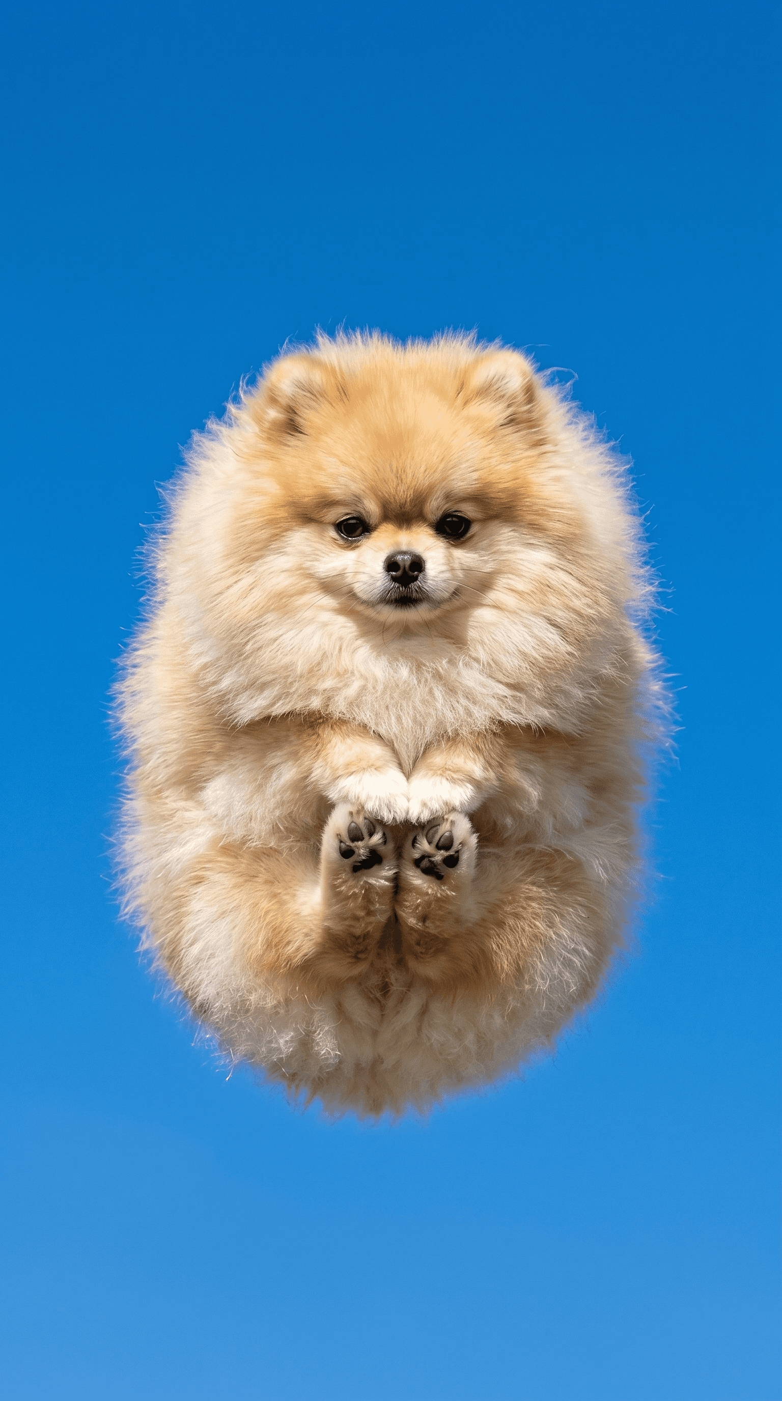 Dog Overhead Shot