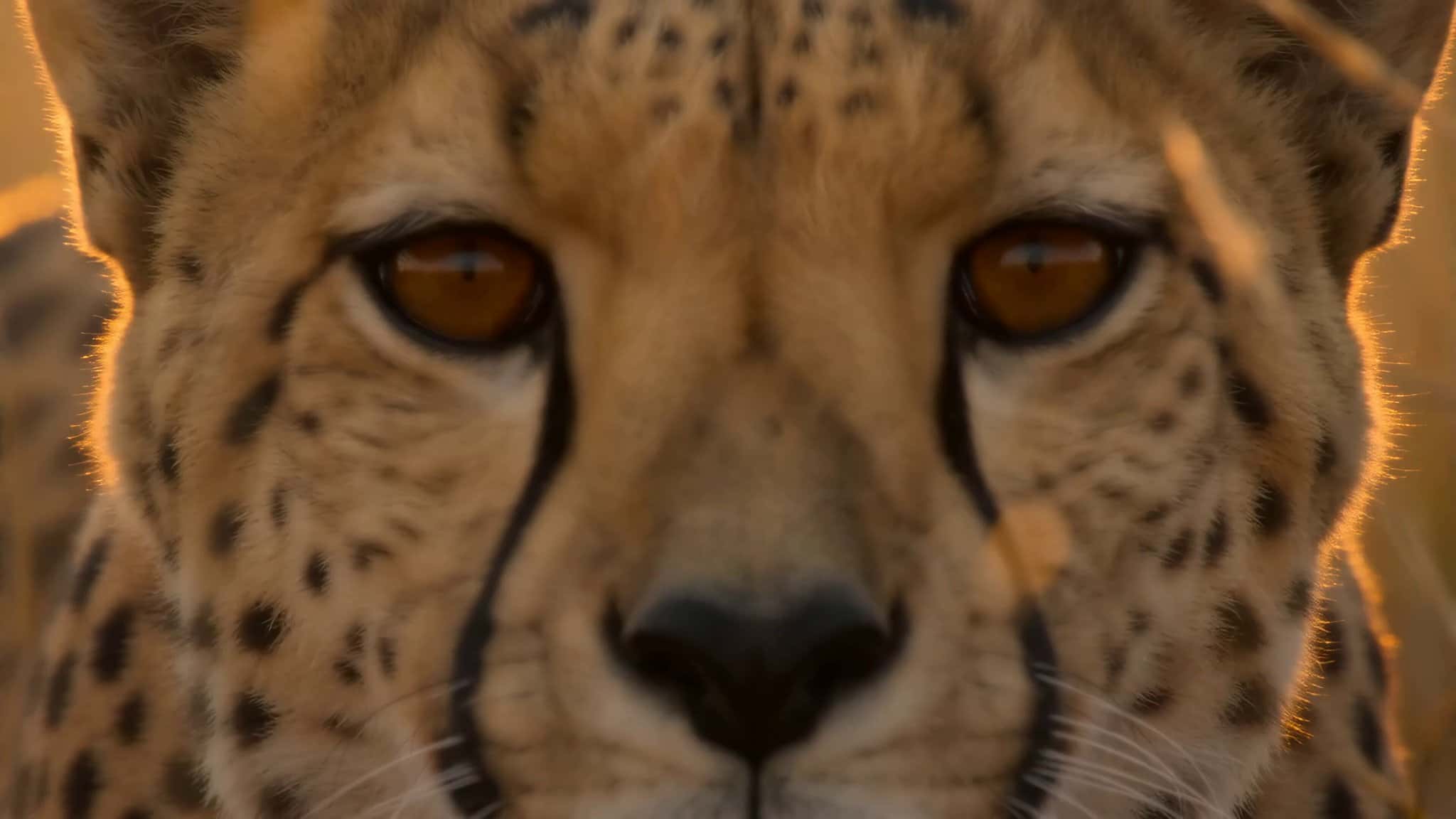 Cheetah